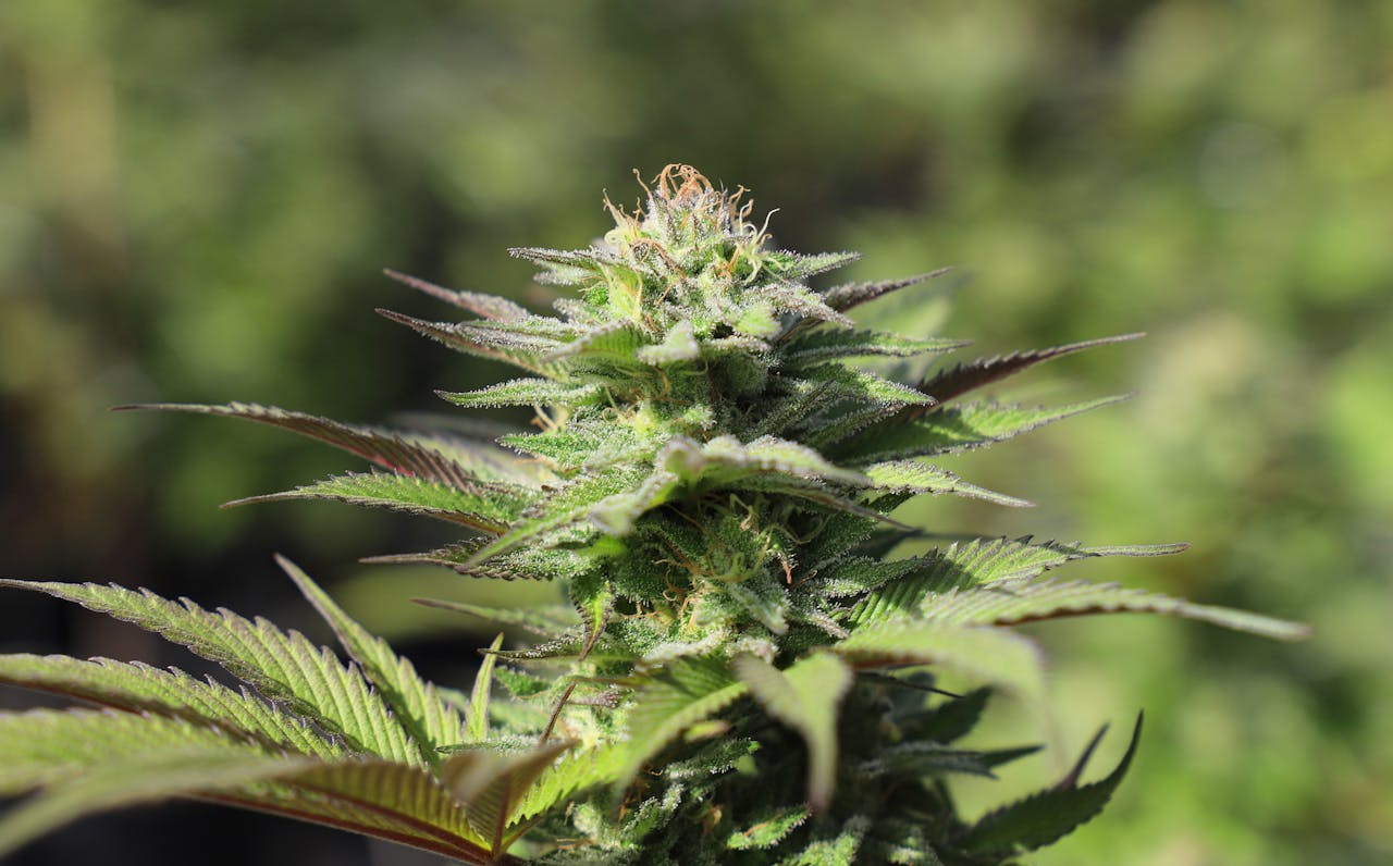 Cannabis SEO Company: 8 Vendors Worth Evaluating for Multi-Vertical Cannabis Operations in 2026